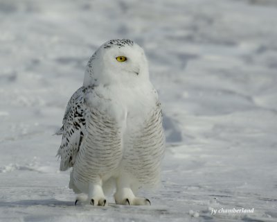 harfang des neiges / snow owl. 027
