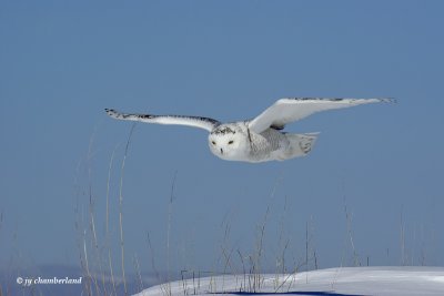 harfang des neiges / snow owl. 107.