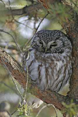 nyctale de tengmalm/ boreal owl.094.