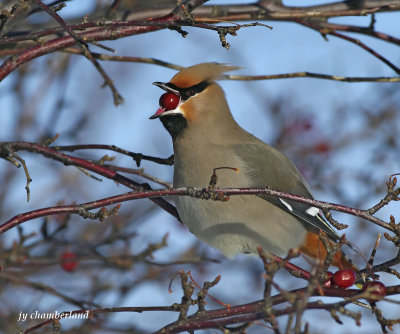 jaseur boreal / bohemian  waxwing.012.