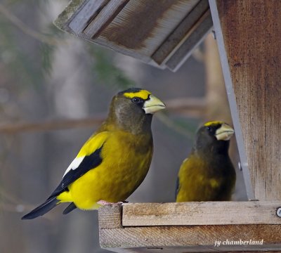 gros-bec errant / evening grosbeak.070