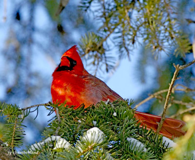cardinal / northern cardinal.02.