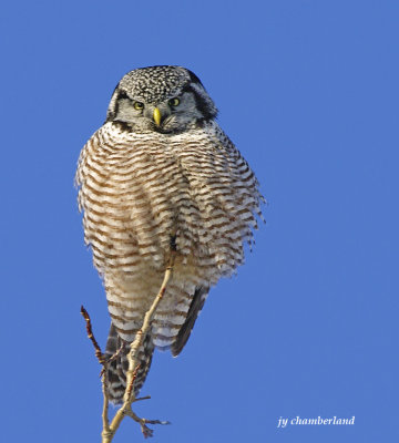 chouette perviere / northern hawk owl.