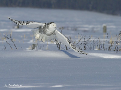 harfang des neiges / snowy owl.120.