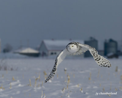 harfang des neiges / snowy owl.228.