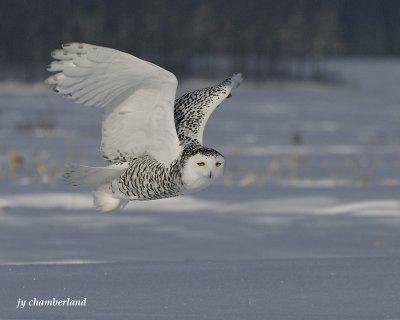 harfang des neiges / snowy owl.137.