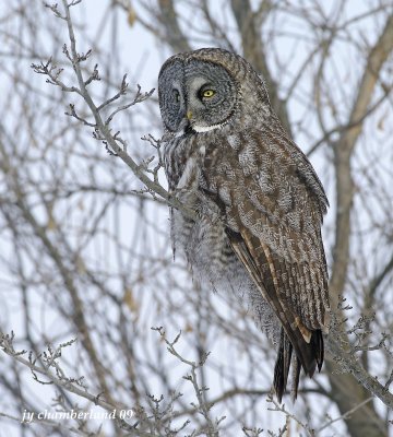 chouette lapone / great gray owl 079.