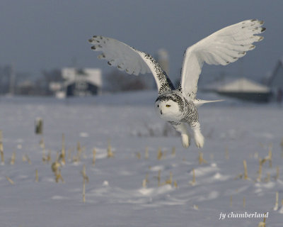 harfang des neiges / snow owl 229.