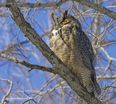 grand duc / great horned owl.088