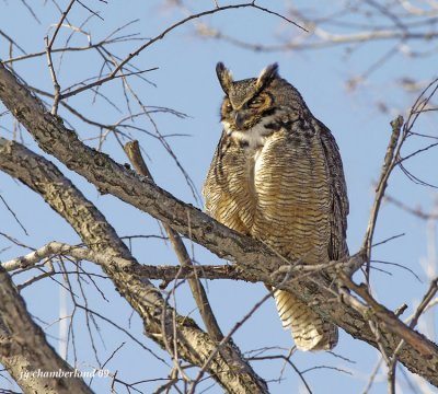 grand duc / great horned owl.040