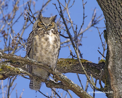grand duc / great horned owl.011
