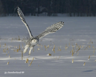 harfang des neiges / snow owl 237.