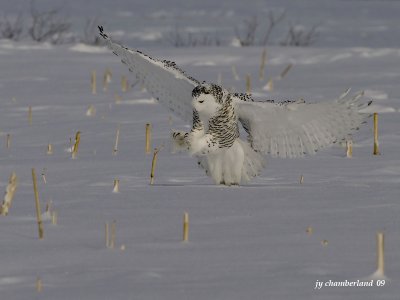 harfang des neiges / snow owl 201.