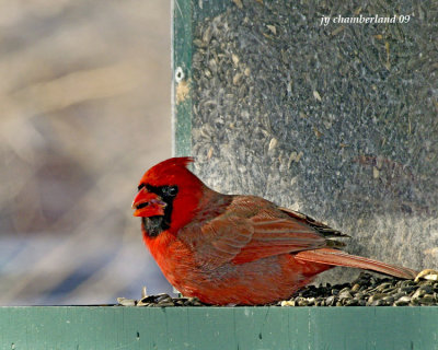 cardinal rouge / northern cardinal.012.