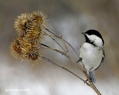 mesange a tete noire /  black-capped chickadee.