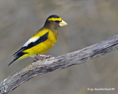 gros-bec errant / evening grosbeak.