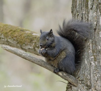 ecureuil noir / black squirrel.