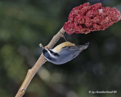 sitelle a poitrine rousse / red-breasted nuthatch.