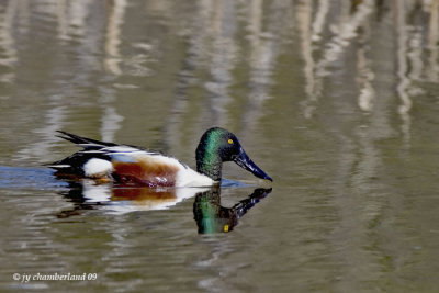 canard souchet / northern shoveler.