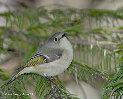 roitelet a couronne rubis / ruby-crowned kinglet