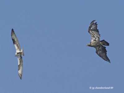 balbuzard et pygargue / osprey and bald eagle.
