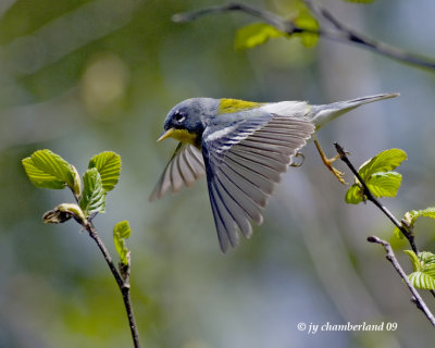 paruline a collier / northern parula.