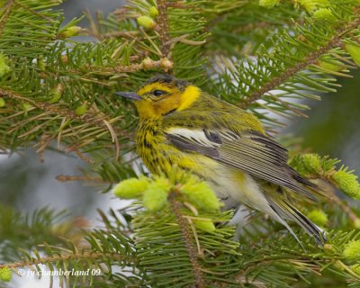 paruline tigree /  cape may warbler.