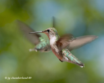 colibri / hummingbird.