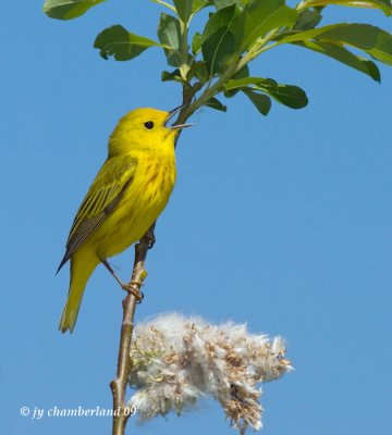 paruline jaune / yellow warbler