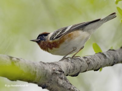 paruline a poitrine baie / bay-breasted warbler.