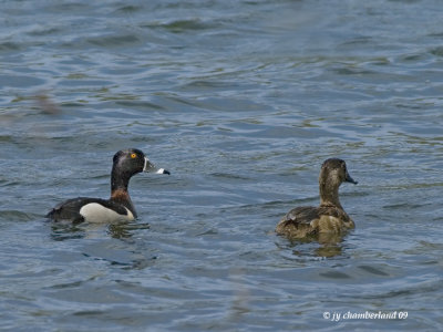 _IGP4971 fuligule a collier / ring-necked duck