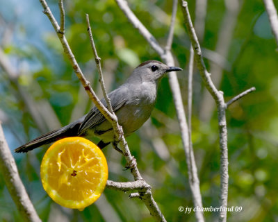 moqueur chat / gray catbird.