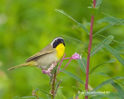 paruline masque / common yellowthroat.