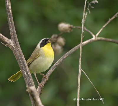 paruline masque / common yellowthroat.