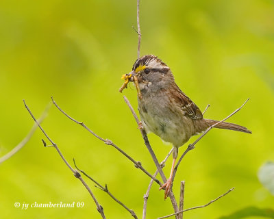 white-throated sparrow / bruant a gorge blanche