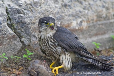 faucon emerillon / merlin (2)