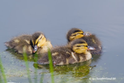 canardaux /  baby ducks.