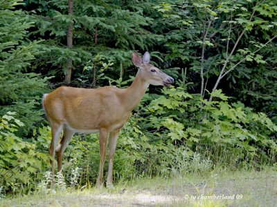 chevreuil / deer