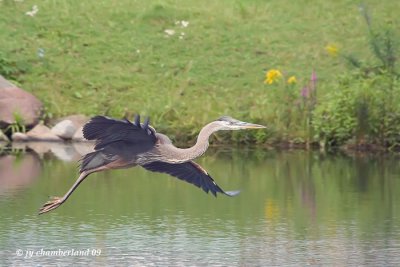 grand heron / great blue heron.