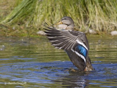 canard colvert / mallard