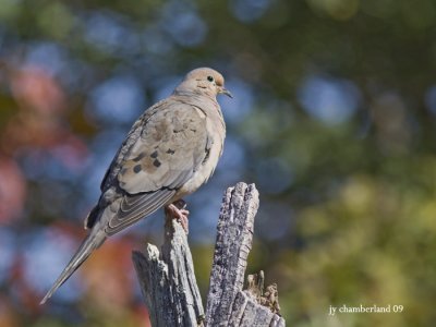 tourterelle triste / mourning dove.