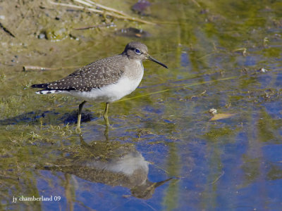 chevalier solitaire / solitary sandpiper