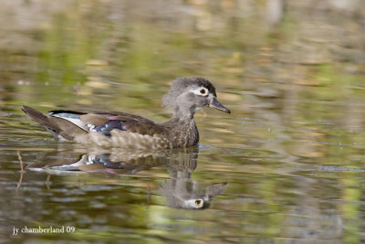 IMG_1768  branchu / wood duck (femele)