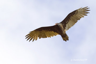 IMG_2705 urubu a tete rouge / turkey vulture