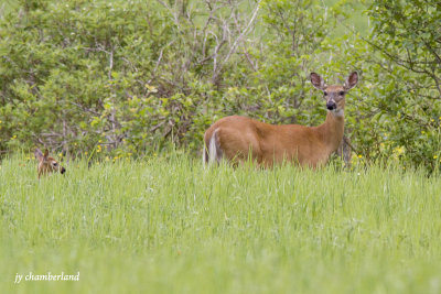 chevreuil / deer