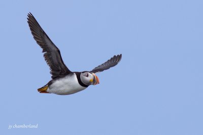 macareux moine / atlantic puffin