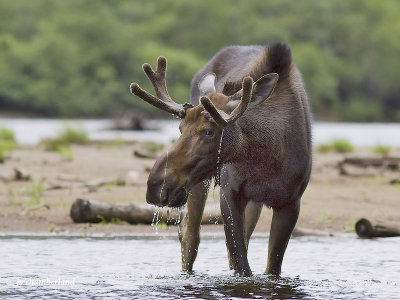 orignal / moose