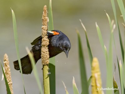 carouge a paulette / red-winged blackbird