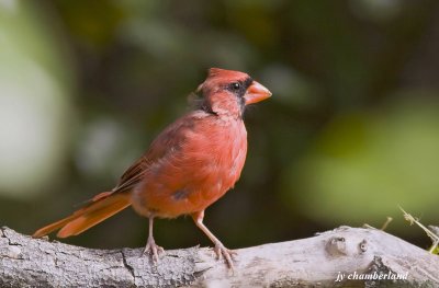 cardinal rouge  / northern cardinal