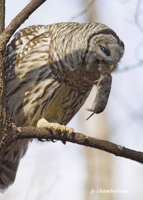 chouette raye / barred owl